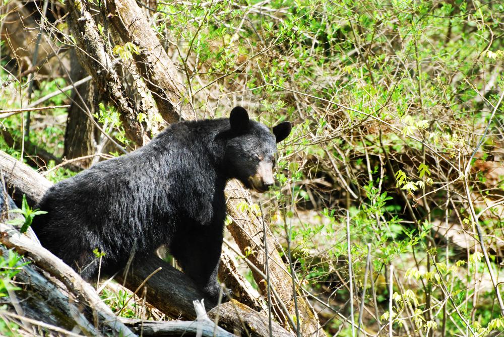 Bear in Weaverville